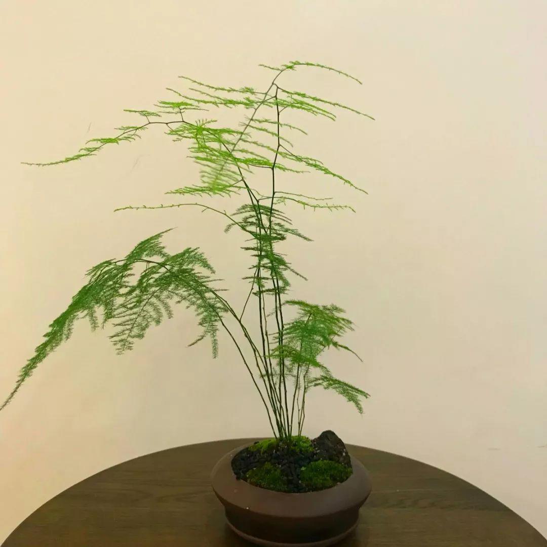 细叶文竹茎杆非常柔软,枝蔓蜿蜒曲折,还可以爬墙.