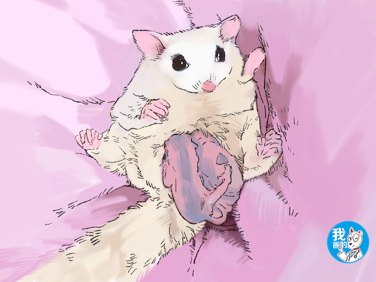 女子看朋友养的蜜袋鼯却发现肚子鼓鼓的掏开一瞧赶紧缩回手