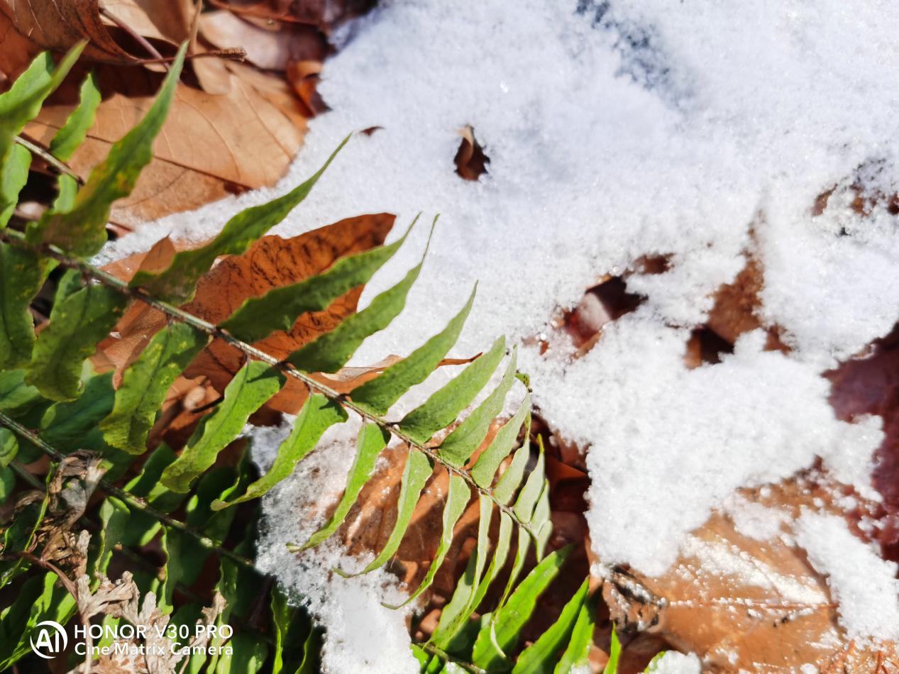 荣耀V30 PRO真5G体验!超快网速背后还有电影镜头的魅力!
