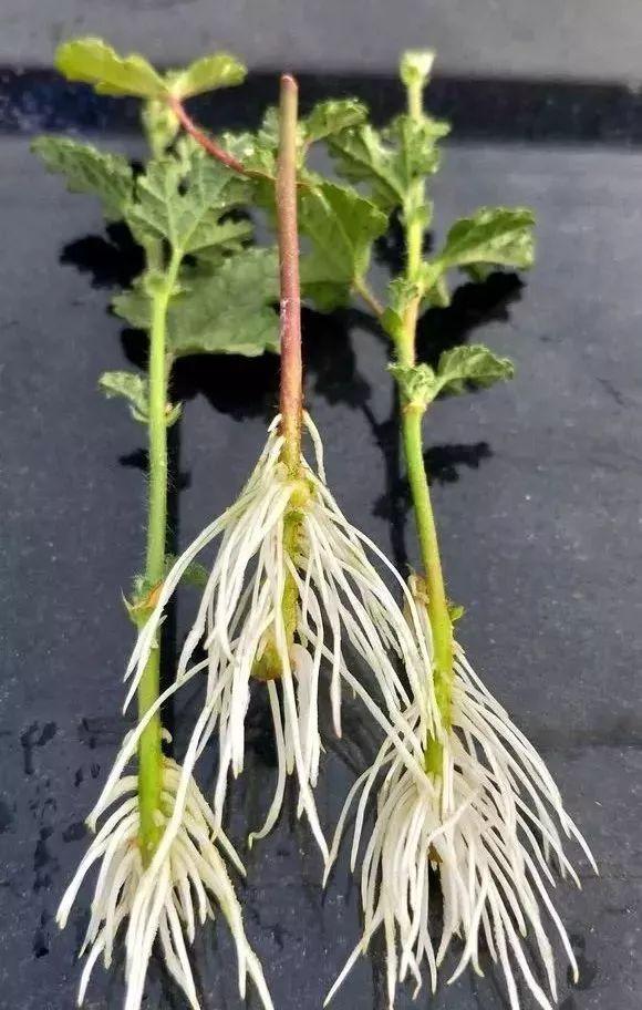 2种扦插法,生根率超高,插什么活什么,养花人都得会