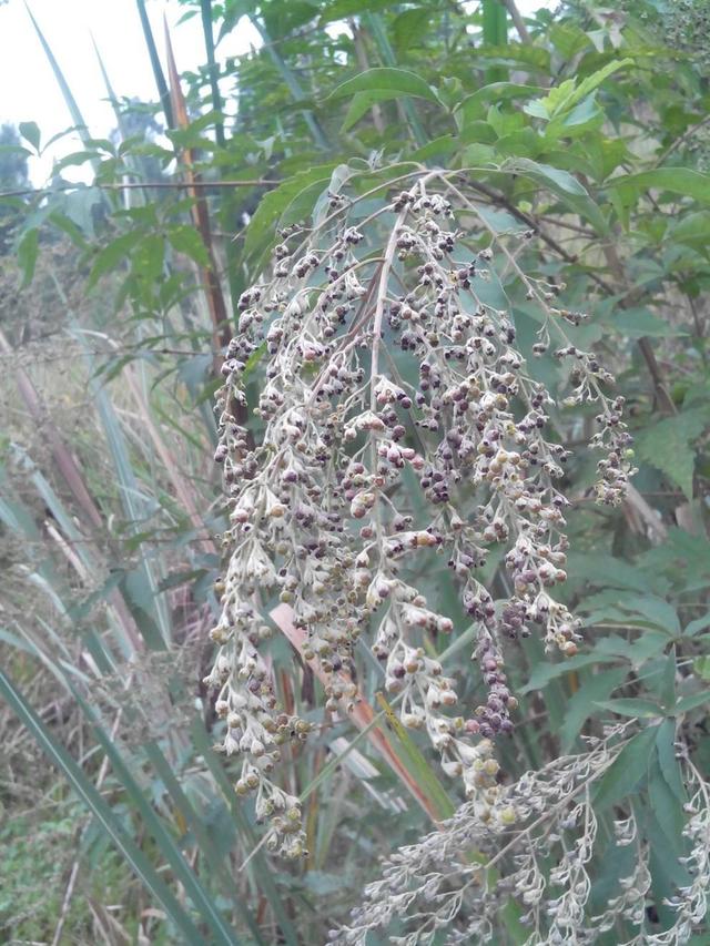山上一大堆的黄荆子做枕头比荞麦皮还好晚上再也不怕失眠了