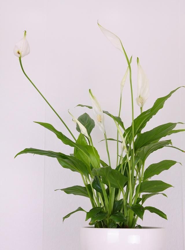 白鹤芋开花是不是好兆头