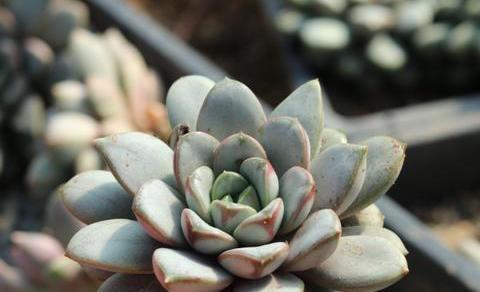 多肉叶插不长根 用个 小技巧 一盆繁殖一大片 成活率太高了