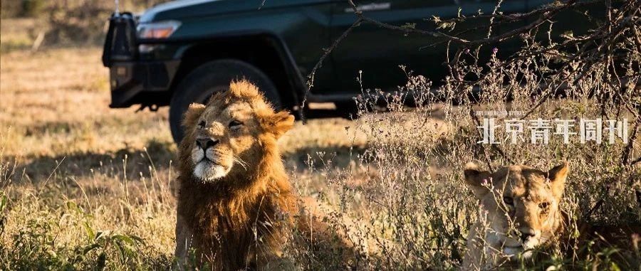 星巴:来自中国的"狮子王" |传奇