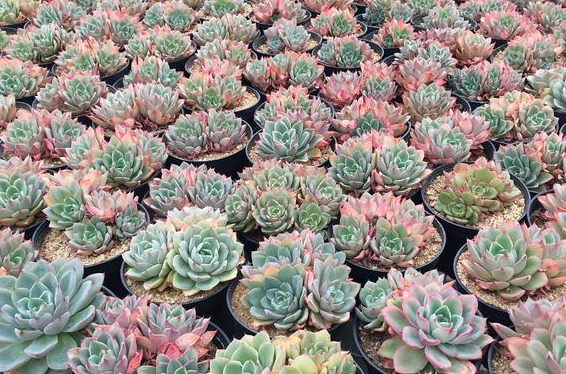 4款多肉有颜值有魅力小帅又爱上华美了