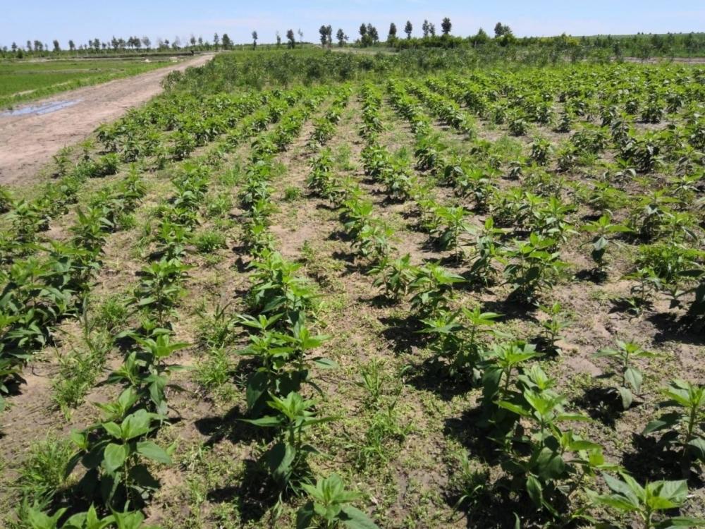 种了不管也能高产,农村用它做酱菜,如今成治理荒漠的超级植物