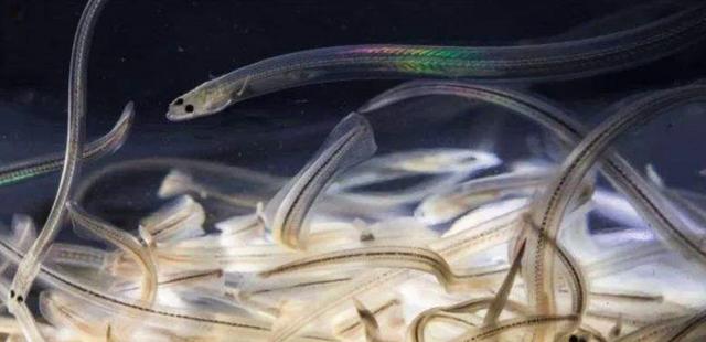 鳗鱼|鳗苗|鳍_新浪新闻