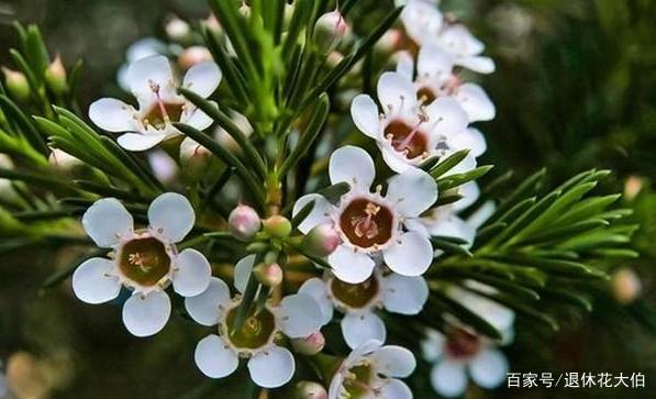 能够在寒冬里盛开,植株1年窜出1米高|淘金|植株|蜡花_新浪新闻