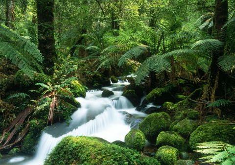 中国森林覆盖面积在增多 亚马逊雨林却在缩减 这是为什么