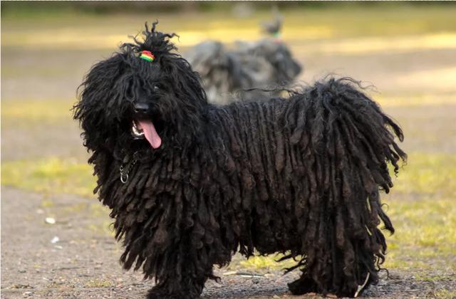 波利犬:长得超像拖把的稀有狗狗,洗一次澡就要将近半天