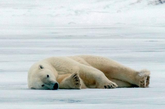 加拿大北极熊湖面摔倒爬不起来索性躺下睡觉像极了周一赖床的你