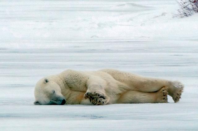 加拿大北极熊湖面摔倒爬不起来索性躺下睡觉像极了周一赖床的你