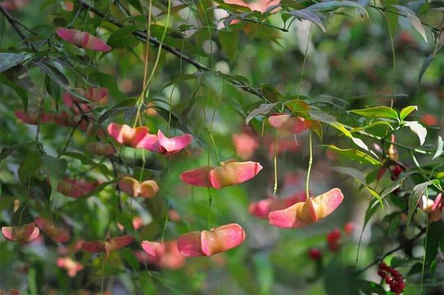 猎奇养花丨公园种了一棵蝴蝶树,名字高端大气,养成盆景做摇钱树