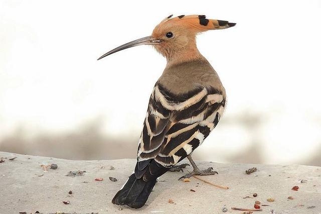 这种鸟有不同的叫法,比如花蒲扇,一把扇,胡哱哱,臊包子,山和尚,鸡冠鸟