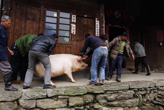 农村老农杀年猪2头,做成600斤腊肉,只为城中儿子过年有肉吃