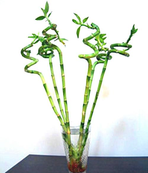 富贵竹|养护|竹子_新浪新闻