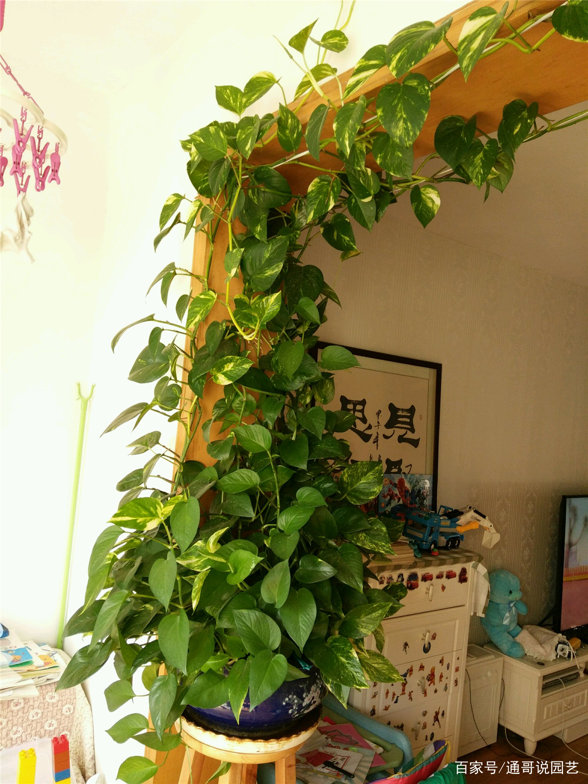 绿萝怎么养才好(绿萝怎么养才好一些)