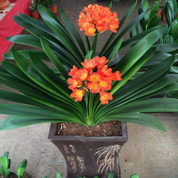 好几年的君子兰总不开花是为什么?