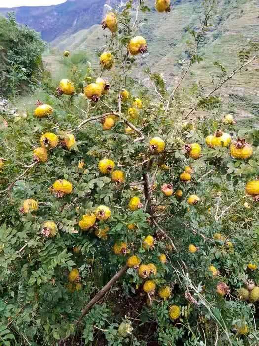 它是野果中的"维c之王",浑身带刺少有人吃,殊不知是果中奇品