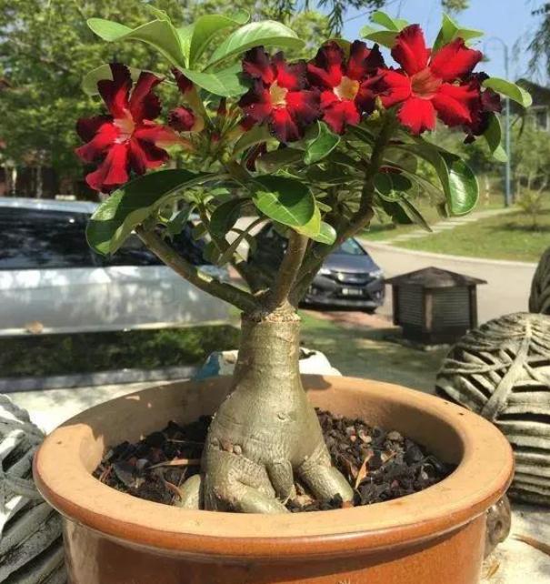 如何养好沙漠玫瑰?除了晒太阳记住2点,保证枝繁叶茂花开绚烂