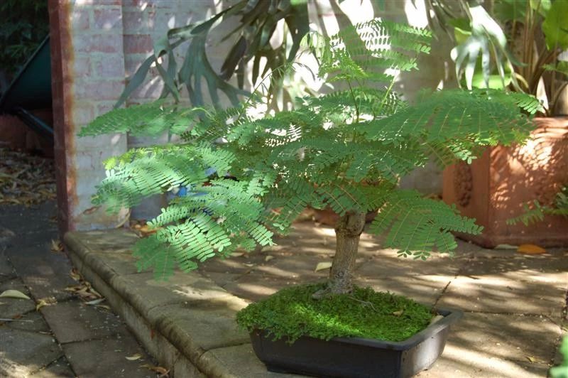 凤凰花木花一开,花色烂漫,还会长出弯刀状的豆荚