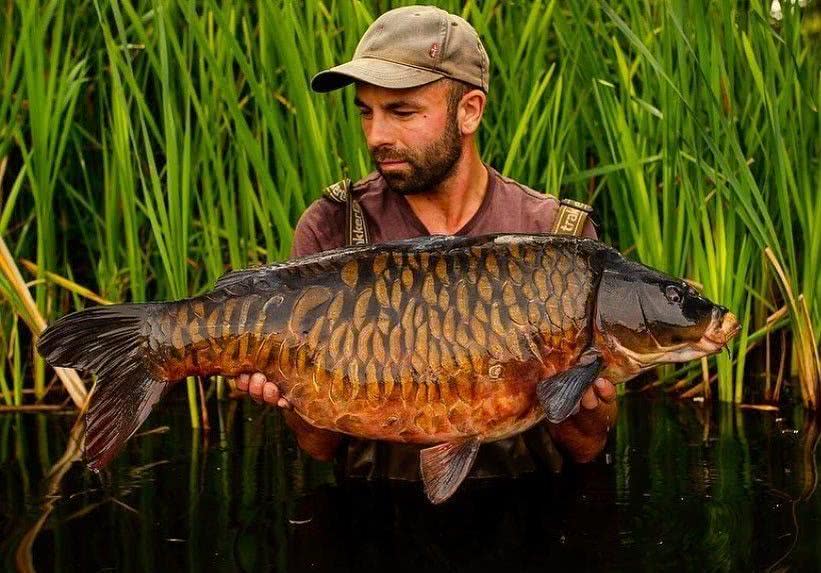 为什么欧洲鲤鱼光溜溜的不长鱼鳞,他们又是如何垂钓此鱼呢?