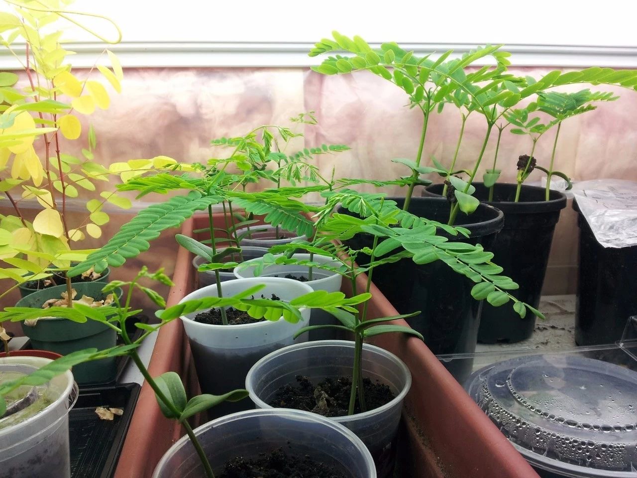 凤凰花木花一开,花色烂漫,还会长出弯刀状的豆荚