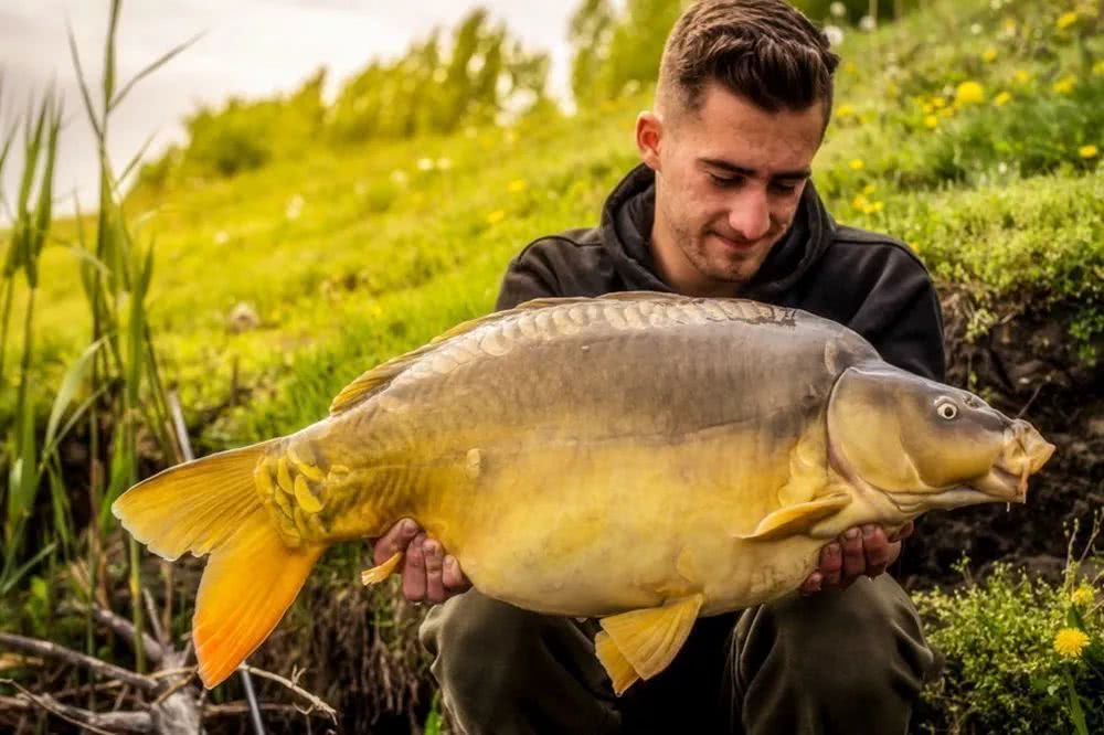 为什么欧洲鲤鱼光溜溜的不长鱼鳞,他们又是如何垂钓此鱼呢?