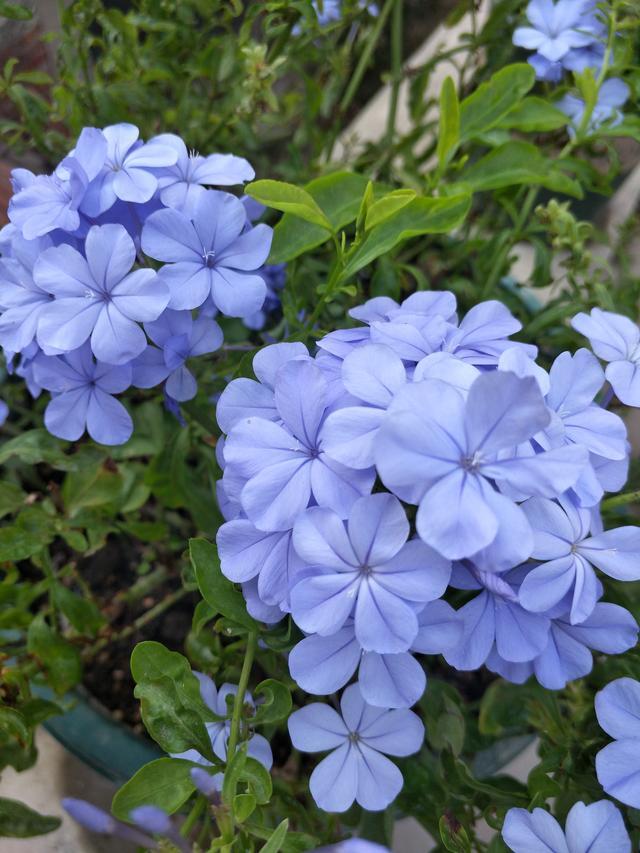 两种勤花植物"不知疲倦",初夏开到深秋,一茬又一茬,值得|三角梅|植物