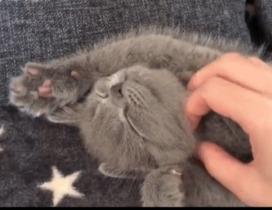那感觉简直太奇妙了,我想这就是铲屎官养猫的最大乐趣之一了~你们觉得