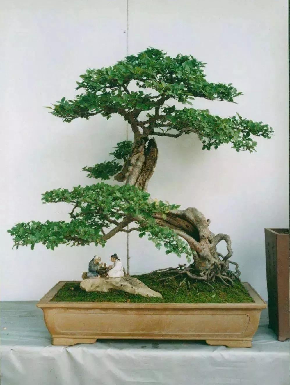 小叶女贞的种植与养护方法