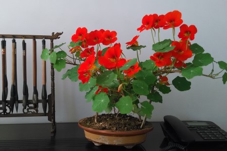 盆栽旱金莲的养护方法