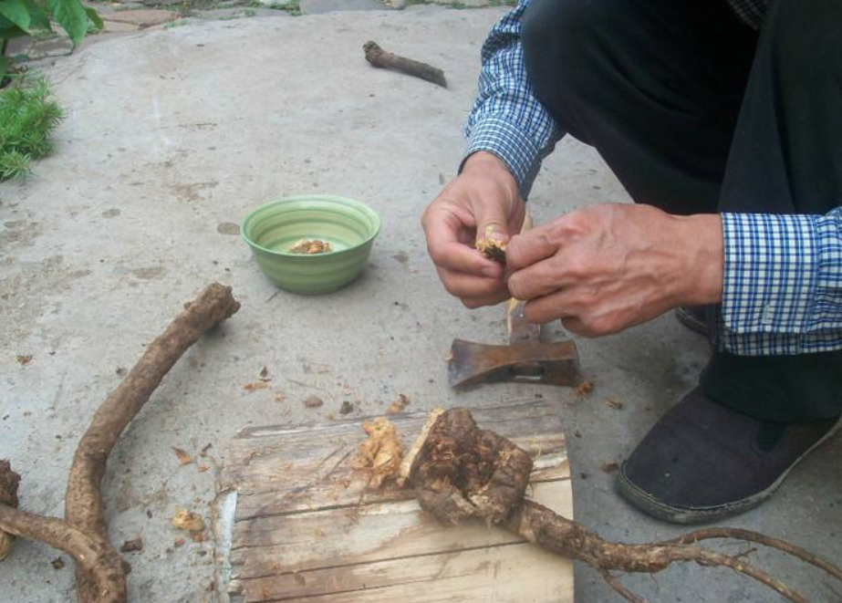 一种能吃的"树根",一嚼满嘴白味道甘甜,农村小孩都把它当零食