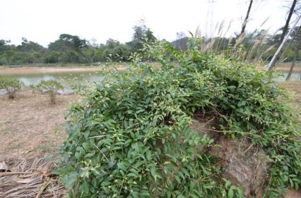 农村人小时候常吃的酸藤子个头很小像珠子现在不多见了