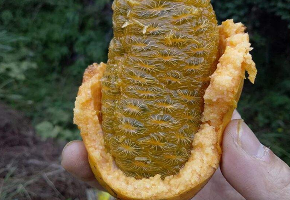 深山里才能吃到的"麻藤包",剥开果肉金灿灿,咬一口甜美软滑