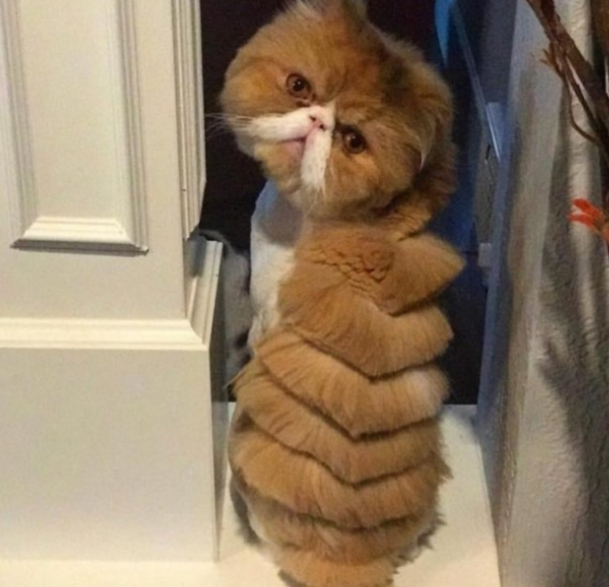 二货主人脑洞大开给猫咪换了个造型肥橘一脸生无可恋