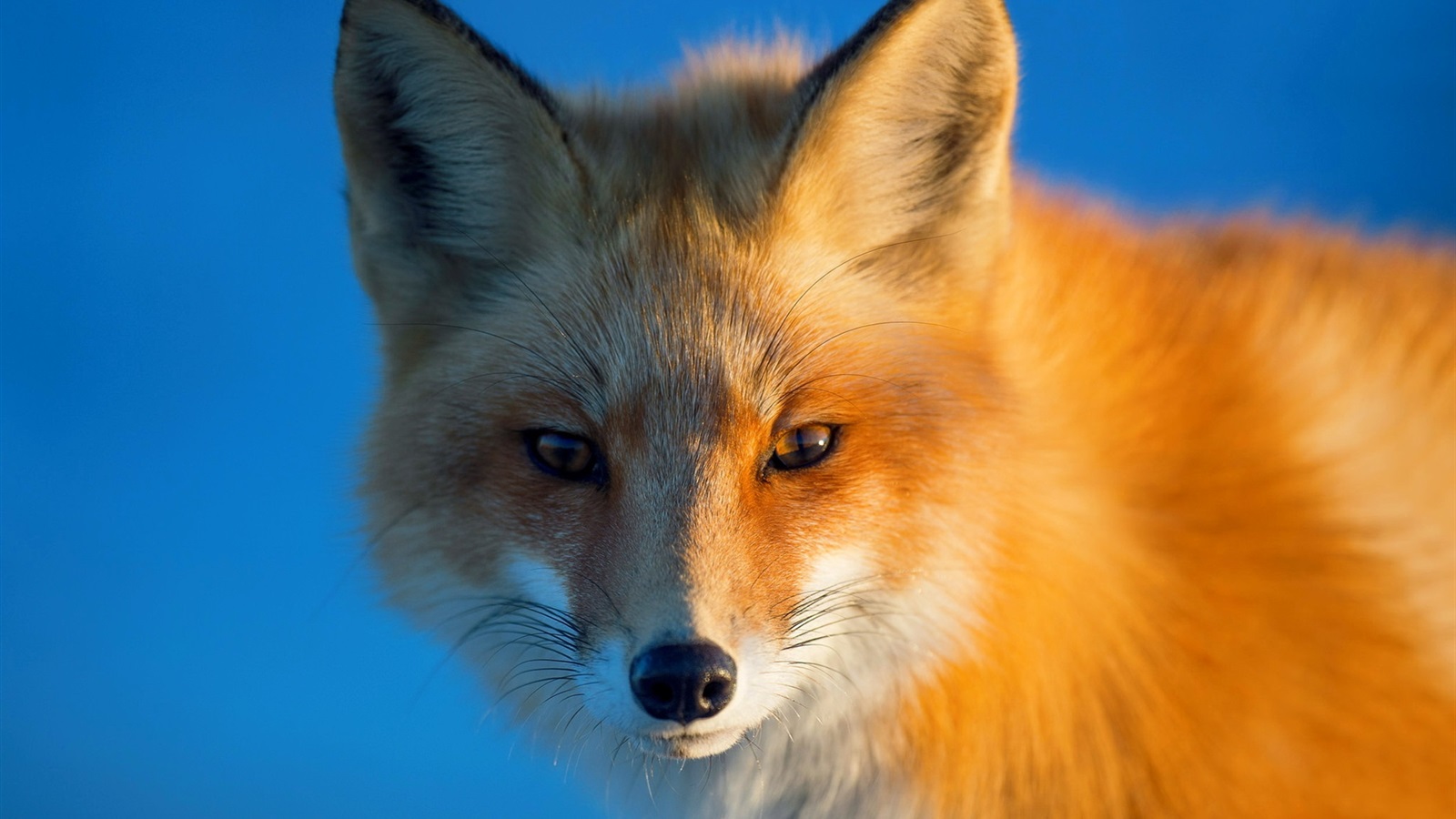 大兴安岭"火狐狸"造假者道歉,这就是周正龙拍华南虎的翻版!