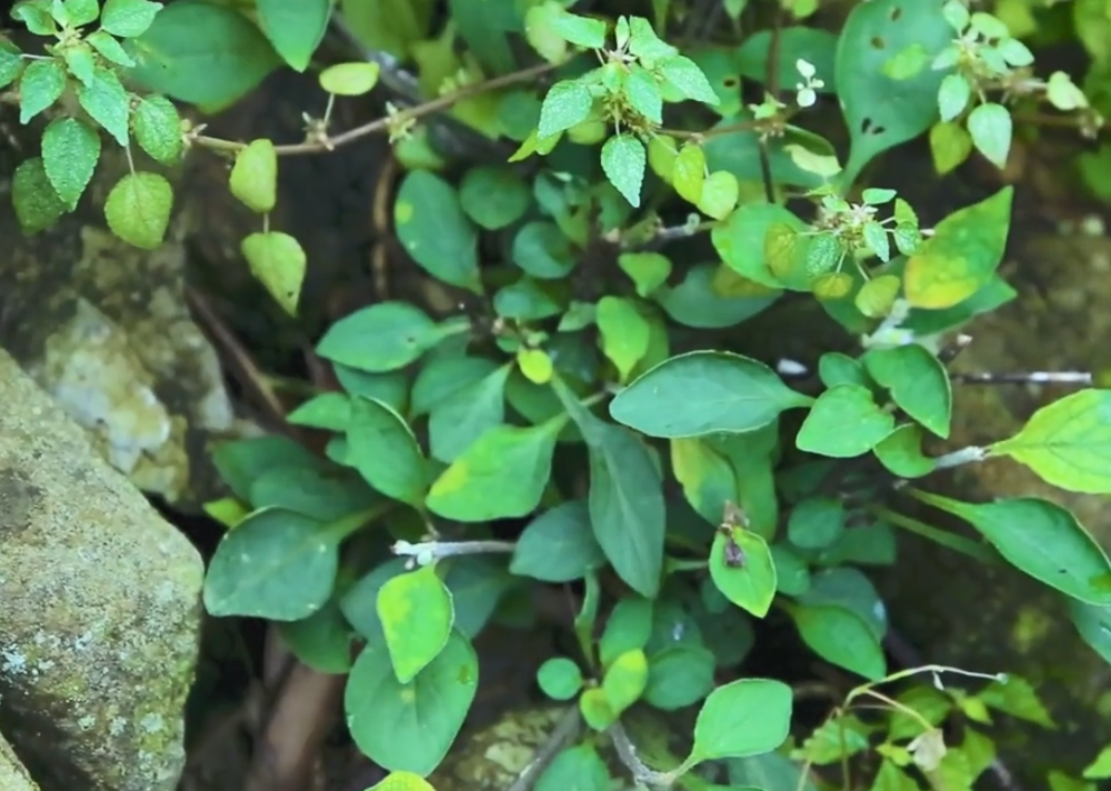 农村路旁一种不起眼的野草,俗称"刀枪药",对外伤出血有奇效!