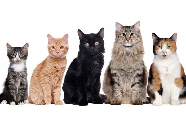 全世界一共有多少种猫?