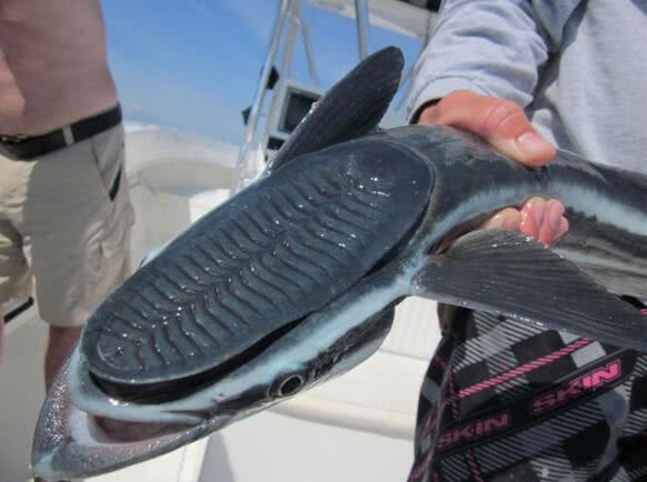 第二种是吸盘鱼,吸盘鱼的学名叫鮣鱼,头部扁平,可以吸附在大鱼身上或