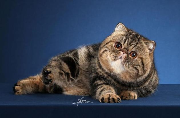 看起来软萌可爱的加菲猫,5个基础知识点,你知道几个呢?