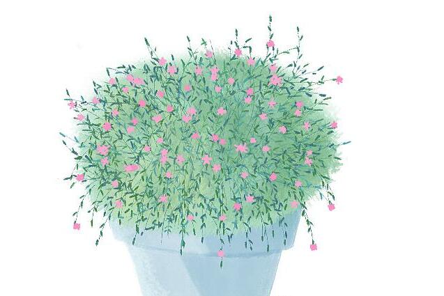 圆锥石头花有何效用,能够当药看病/用以切花/净化室内空气