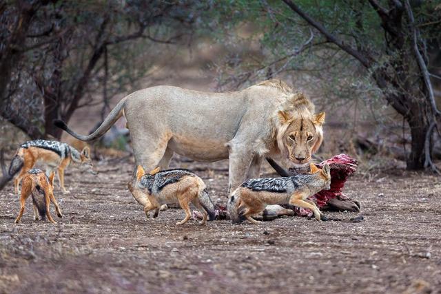 狮豹进食时为什么能容忍胡狼野犬在旁边不断骚扰