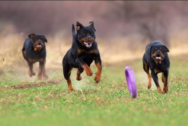 一般人不敢养的狗狗,警犬中的战斗机罗威纳犬,训练好就是保护神