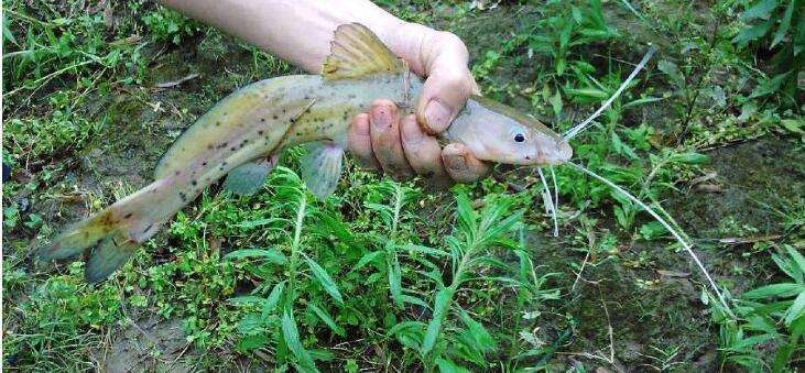 这鱼长的像鲶鱼,自带香气,一斤卖到几百块,主要原因是不能养殖