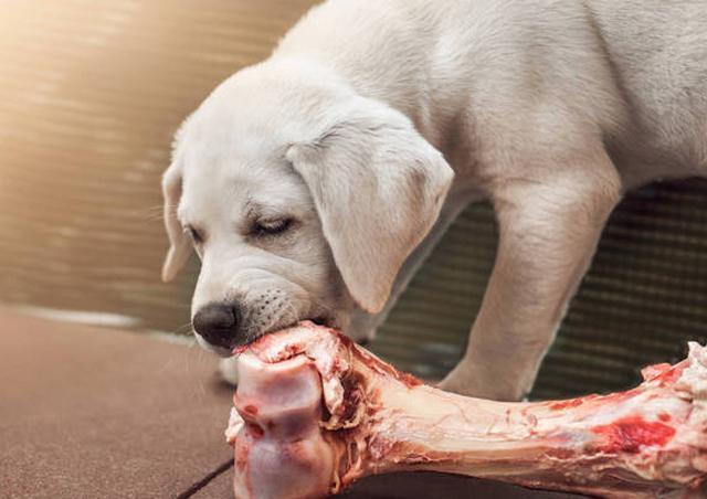 狗吃生骨肉不会激发野性咬人,还有意想不到的效果,很多人不知道