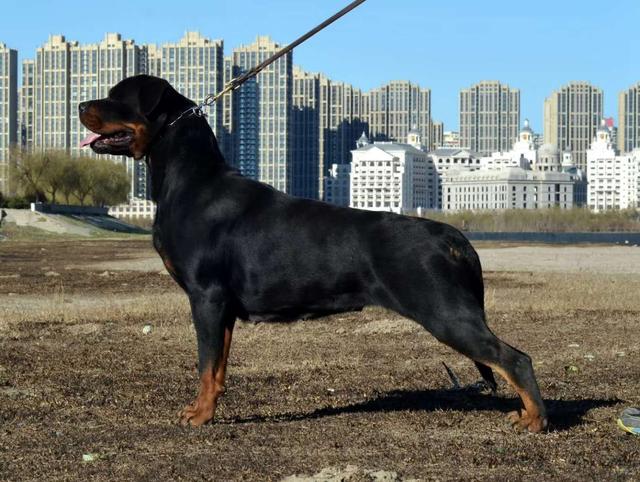 一般人不敢养的狗狗,警犬中的战斗机罗威纳犬,训练好就是保护神