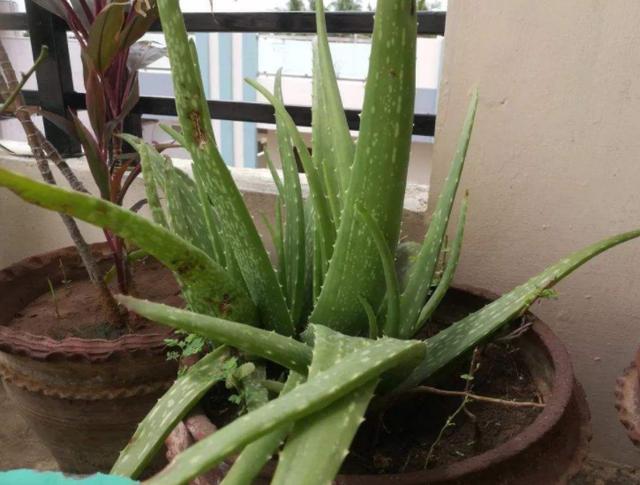养芦荟就得记住4点要诀保管长得郁郁葱葱一年多出好几盆