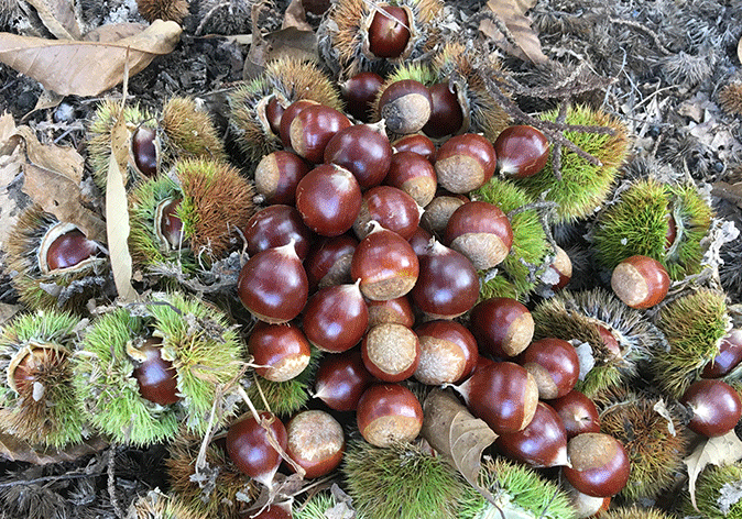 外形可爱的锥栗,还有一层"保护壳",营养又美味|锥栗|保护壳|板栗_新浪