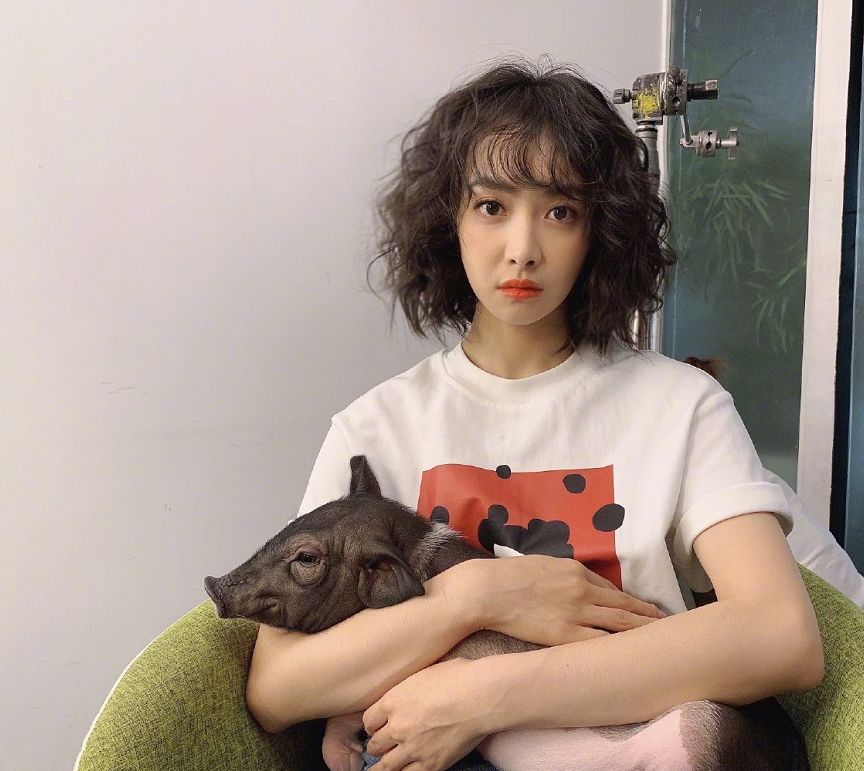 宋茜的猪又长大了当初只能抱在怀里如今只能放地上遛